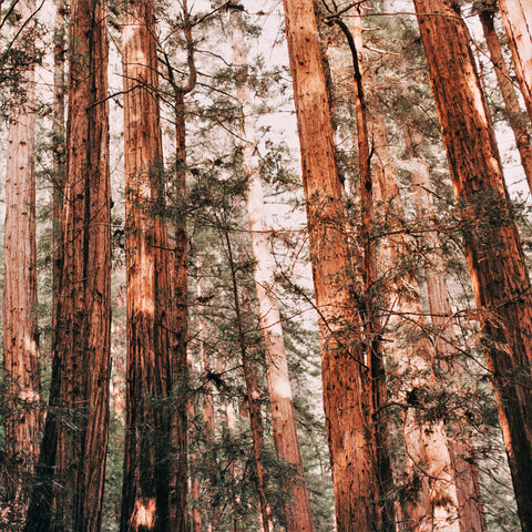 California Redwoods *Closeout*